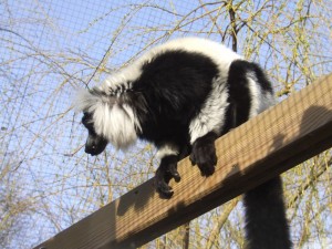 zoo_62_20100321_2073446623