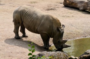zoo_62_20140518_2016910807