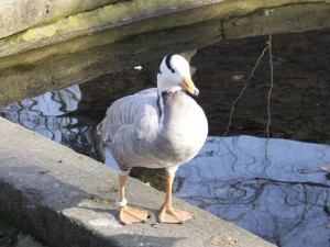 zoo_63_20100321_1747817845