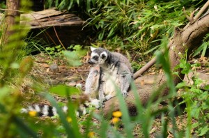 zoo_63_20140518_1450452279