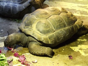 zoo_64_20100321_1727494337