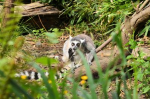 zoo_64_20140518_1916876714
