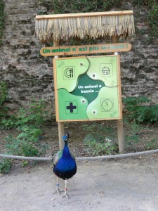 zoo_65_20100321_2074846961