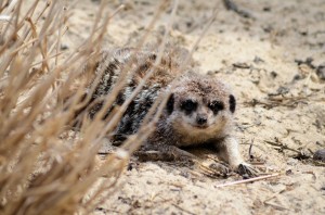 zoo_66_20140518_1258149192