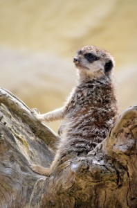 zoo_67_20140518_1354252295