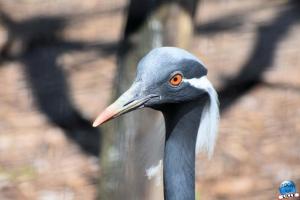 Zoo de Lille 2021 - 42