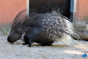 Zoo de Lille 2021 - 43