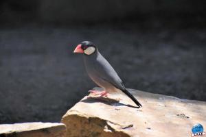 Zoo de Lille 2021 - 47