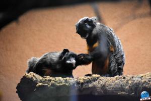 Zoo de Lille 2021 - 48