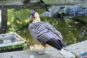 Zoo de Lille 2021 - 53