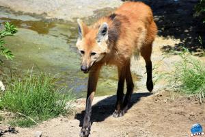 Zoo de Lille 2021 - 61