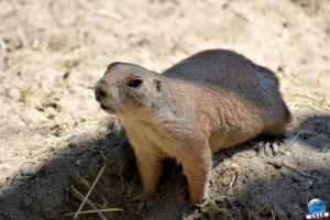 Zoo de Lille 2021 - 68