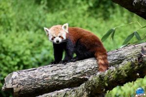 Zoo de Lille 2021