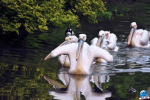Zoo de Lille 2023 - 37