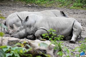 Zoo de Lille 2023 - 43