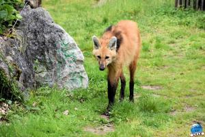 Zoo de Lille 2023 - 44