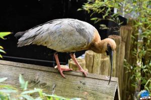 Zoo de Lille 2023 - 45
