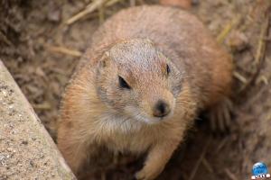 Zoo de Lille 2023 - 49