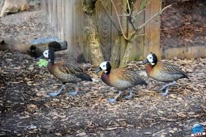 Zoo de Lille 2025 - 18