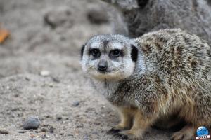 Zoo de Lille 2025 - 22