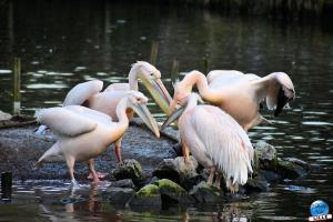 Zoo de Lille 2025 - 12