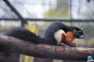 Zoo de Lille 2026 - 04
