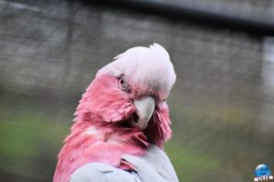 Zoo de Lille 2026 - 05