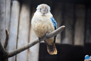 Zoo de Lille 2026 - 06