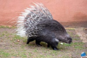 Zoo de Lille 2026 - 08
