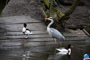 Zoo de Lille 2026 - 15