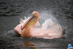 Zoo de Lille 2026 - 20