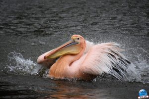 Zoo de Lille 2026 - 21