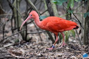 Zoo de Lille 2026 - 23