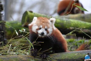 Zoo de Lille 2026